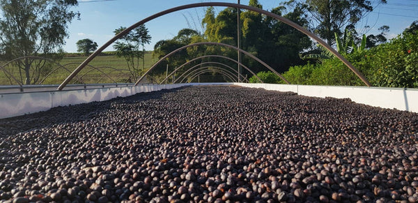 Natural Coffee Beans Or Washed Coffee Beans