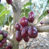 El Salvador Coffee Tree
