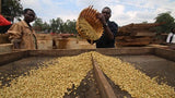Speciality Coffee Ethiopian Farm